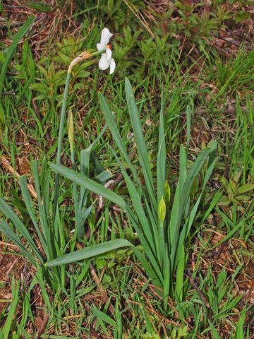 Narcissus poeticus / Narciso selvatico